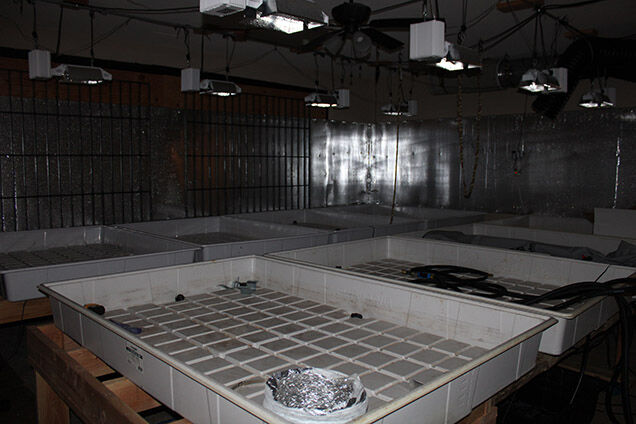 Illegal marijuana grow operations dismantled